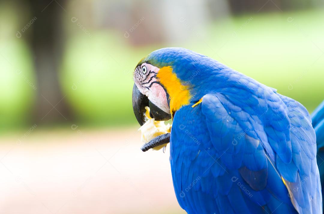 Bela arara-azul-e-amarela (Ara ararauna) no pantanal brasileiro.