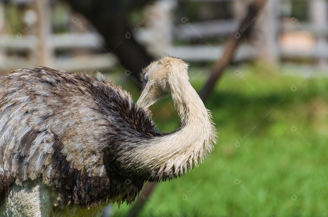 Bela Ema ou Greater Rhea (Rhea americana) no pantanal brasileiro.