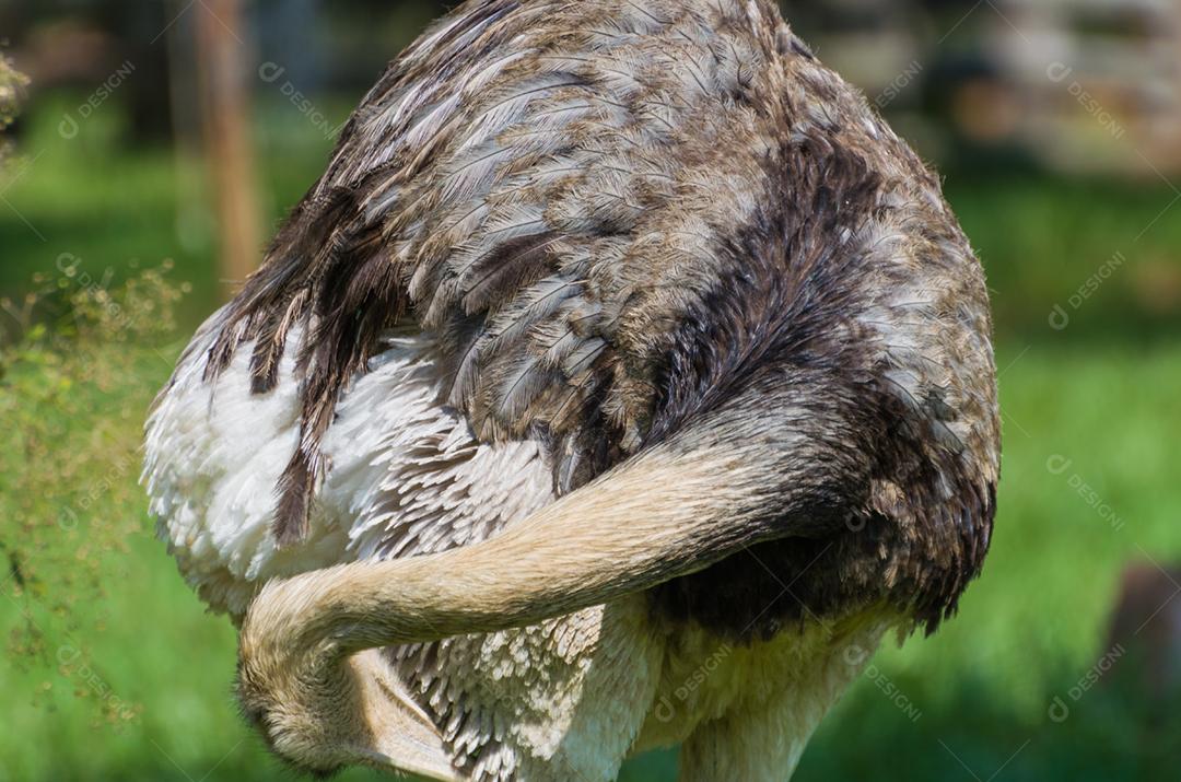 Bela Ema ou Greater Rhea (Rhea americana) no pantanal brasileiro.
