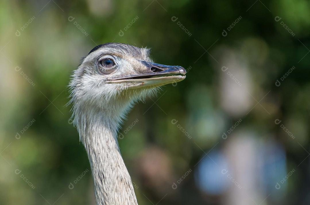 Bela Ema ou Greater Rhea (Rhea americana) no pantanal brasileiro.