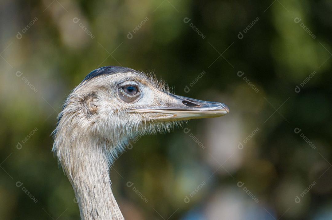 Bela Ema ou Greater Rhea (Rhea americana) no pantanal brasileiro.
