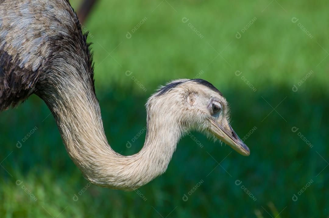 Bela Ema ou Greater Rhea (Rhea americana) no pantanal brasileiro.