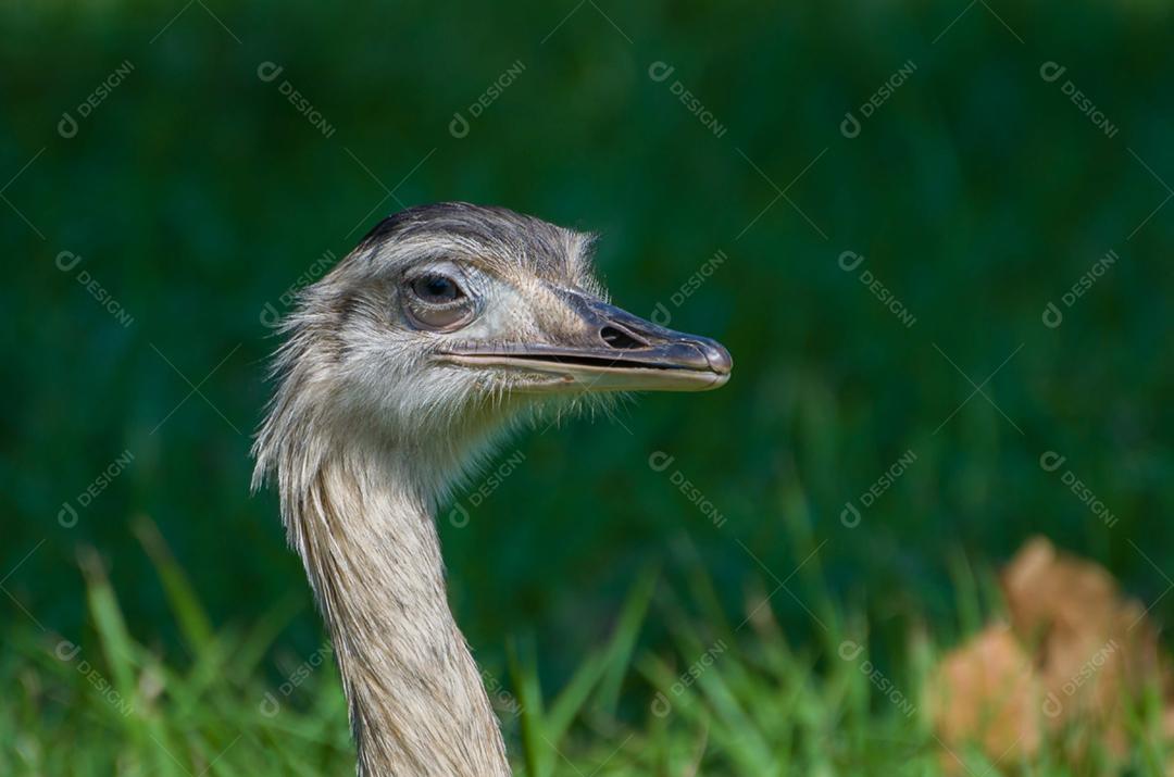 Bela Ema ou Greater Rhea (Rhea americana) no pantanal brasileiro.