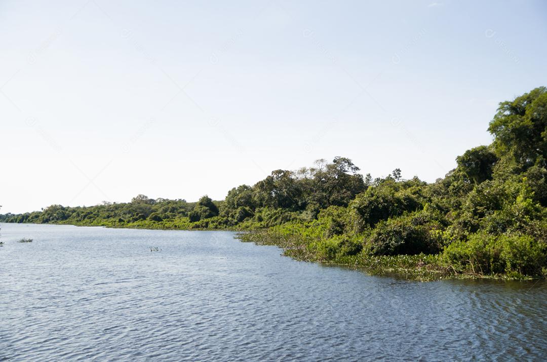 Linda imagem do pantanal brasileiro, região rica em fauna e flora.