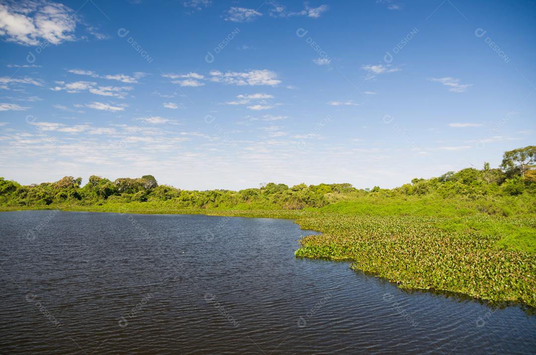 Linda imagem do pantanal brasileiro, região rica em fauna e flora.
