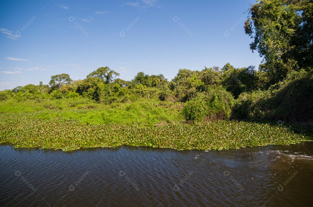 Linda imagem do pantanal brasileiro, região rica em fauna e flora.