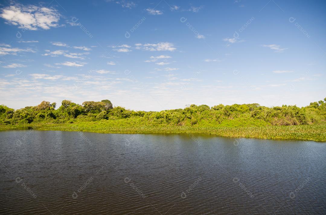 Paisagem pantano sobre floresta céu azul