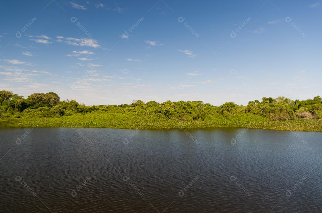 Linda imagem do pantanal brasileiro, região rica em fauna e flora.