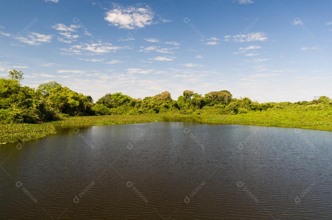 Linda imagem do pantanal brasileiro, região rica em fauna e flora.