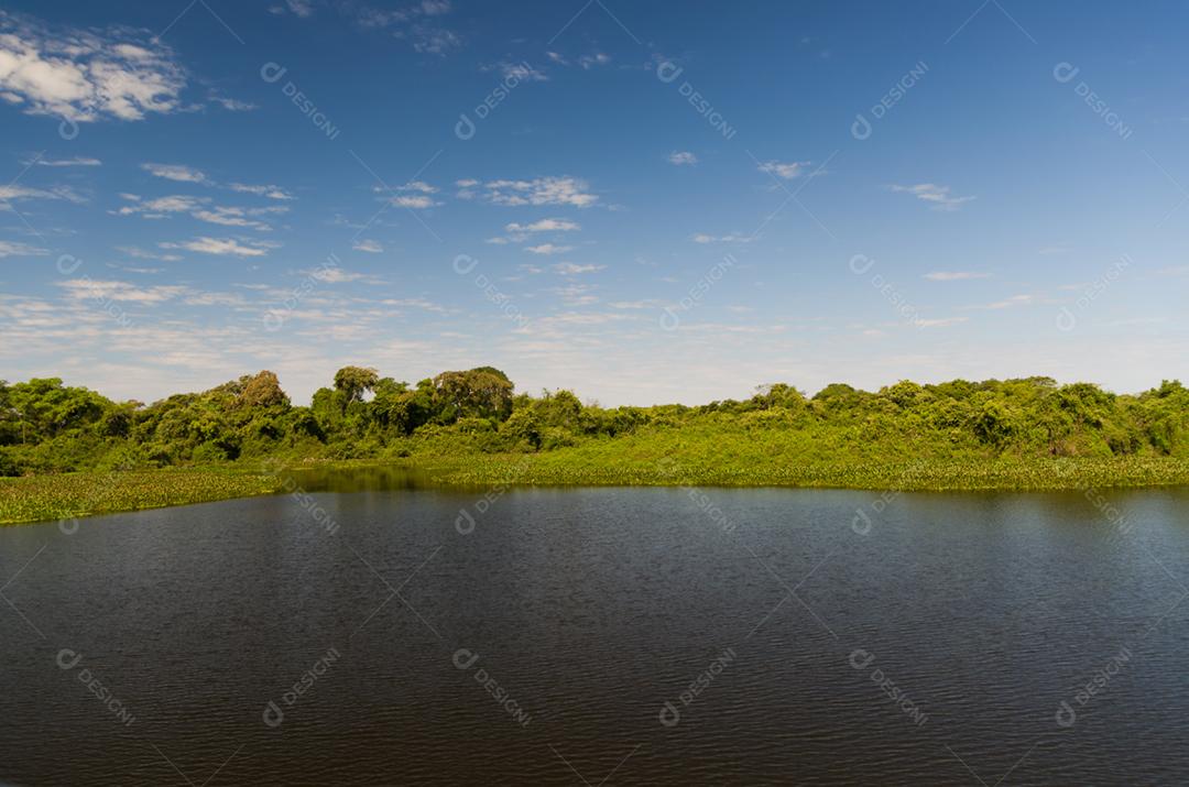Linda imagem do pantanal brasileiro, região rica em fauna e flora.