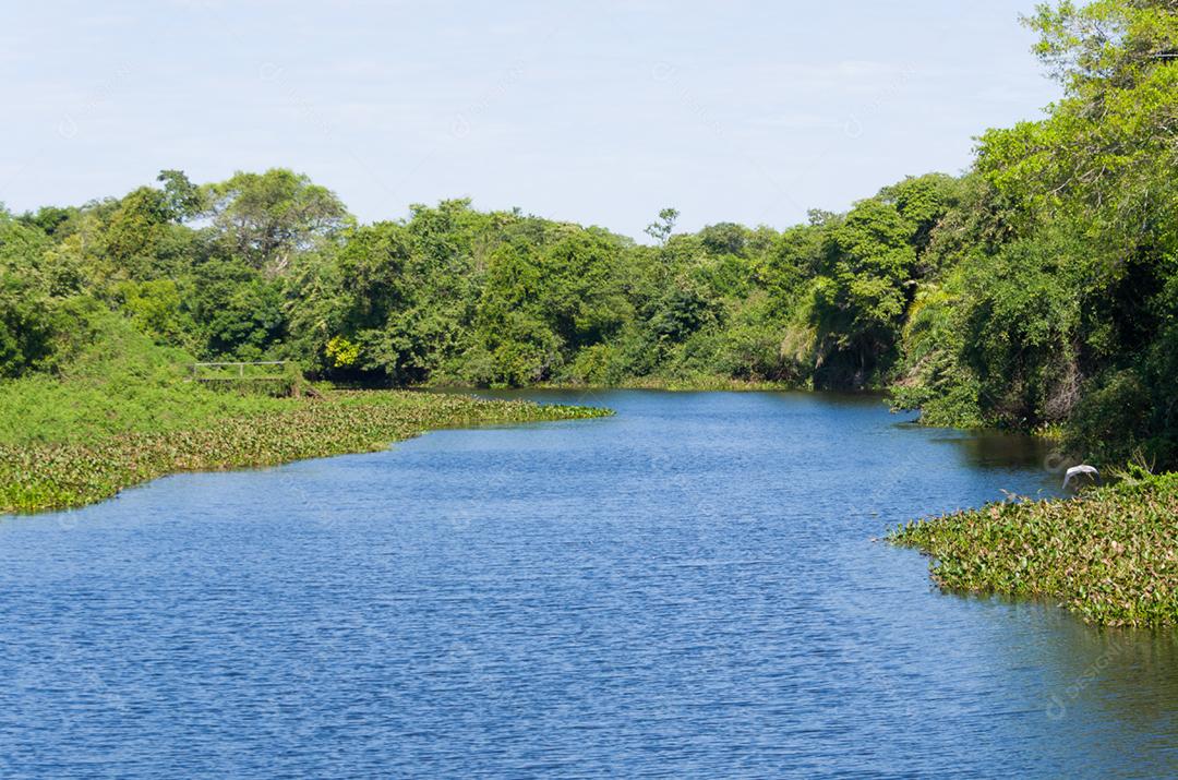 Linda imagem do pantanal brasileiro, região rica em fauna e flora.