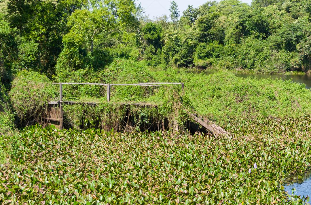 Linda imagem do pantanal brasileiro, região rica em fauna e flora.