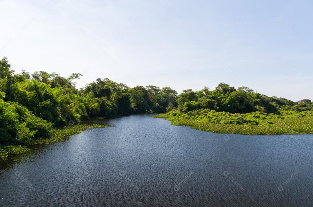 Linda imagem do pantanal brasileiro, região rica em fauna e flora.