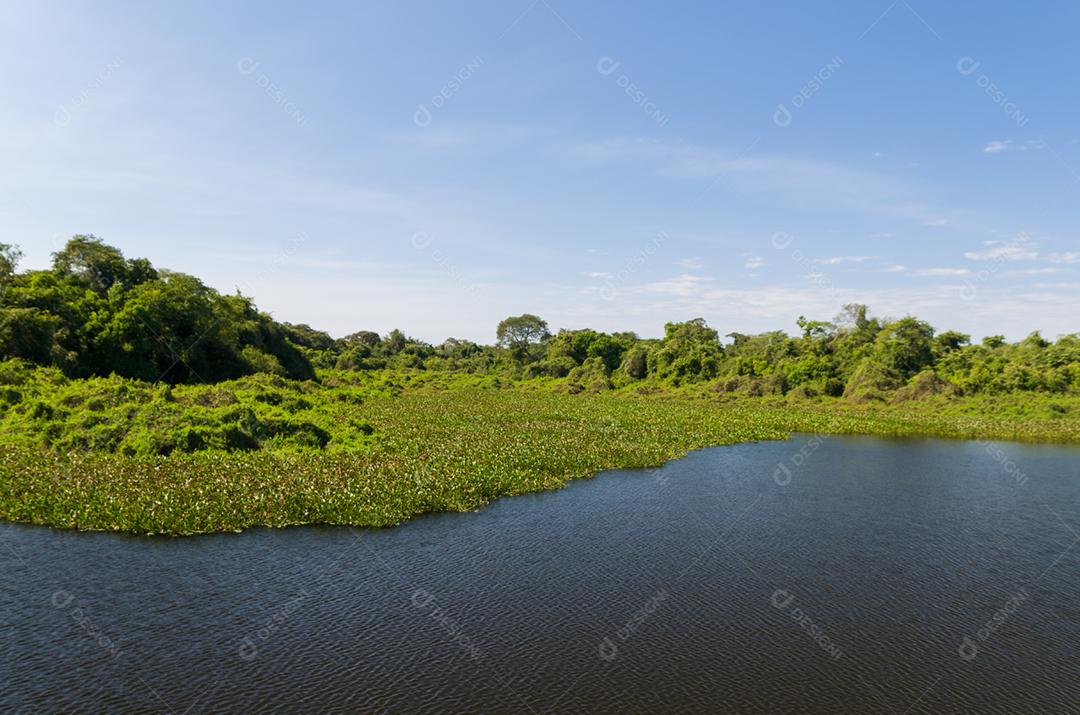 Linda imagem do pantanal brasileiro, região rica em fauna e flora.