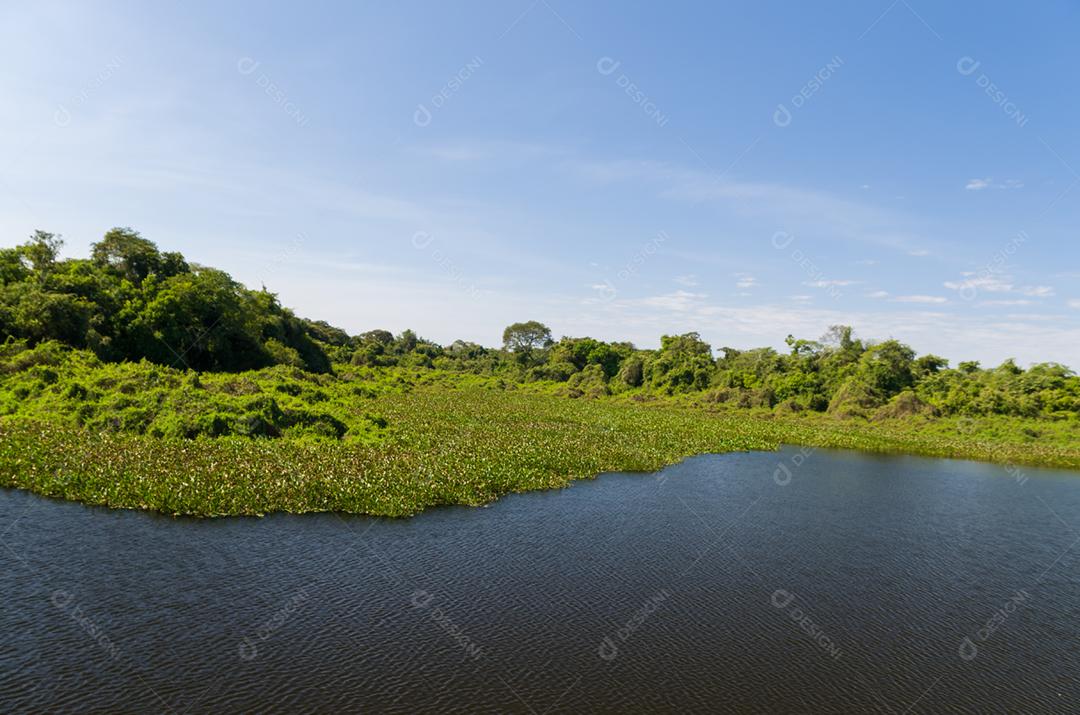 Linda imagem do pantanal brasileiro, região rica em fauna e flora.