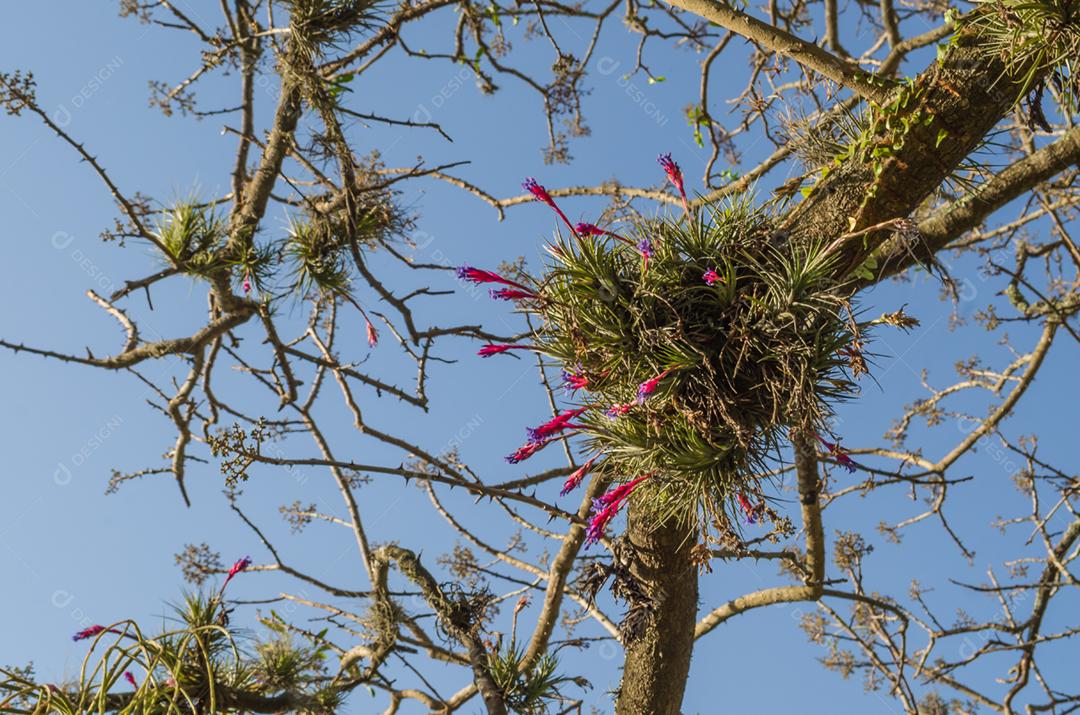 Flor no galho de árvore com lindo céu azul ao fundo.