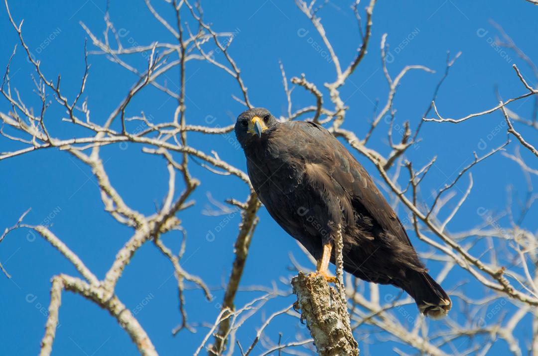Belo Gavião Preto ou Grande Gavião Preto (Urubitinga urubitinga) no pantanal brasileiro.