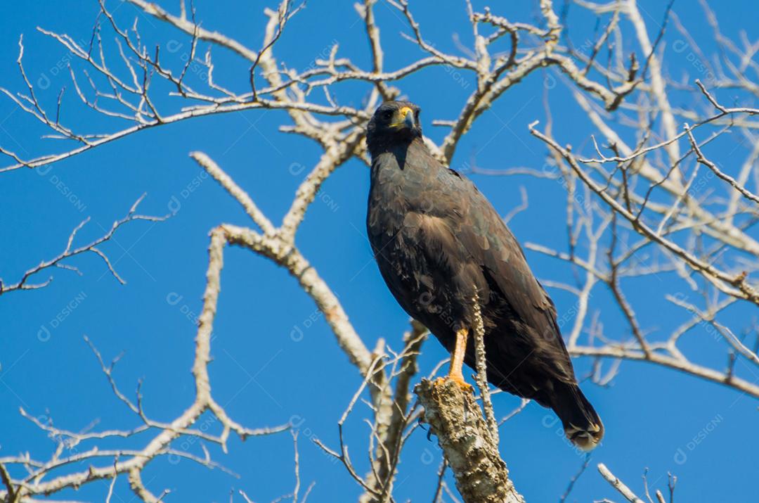 Belo Gavião Preto ou Grande Gavião Preto (Urubitinga urubitinga) no pantanal brasileiro.