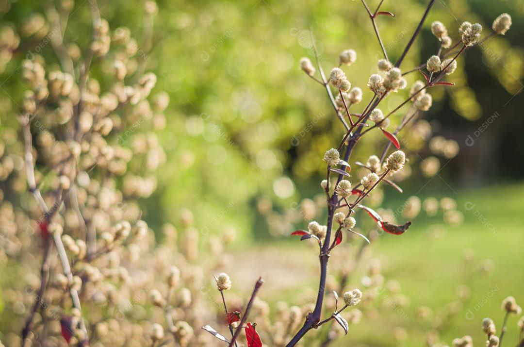 Flores da primavera, flores primeiro para fundos para vários usos.