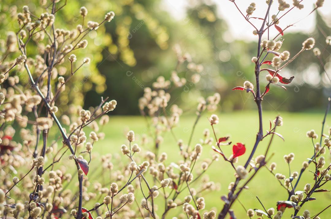 Flores da primavera, flores primeiro para fundos para vários usos.