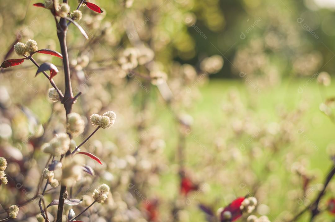 Flores da primavera, flores primeiro para fundos para vários usos.
