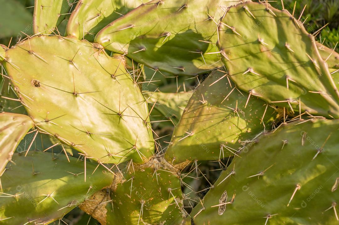 Lindo cacto na natureza, para várias origens