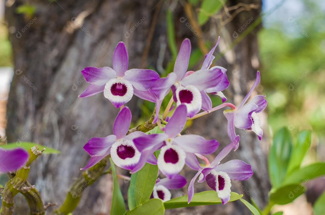 Linda flor de orquídea na natureza, foto para planos de fundo.