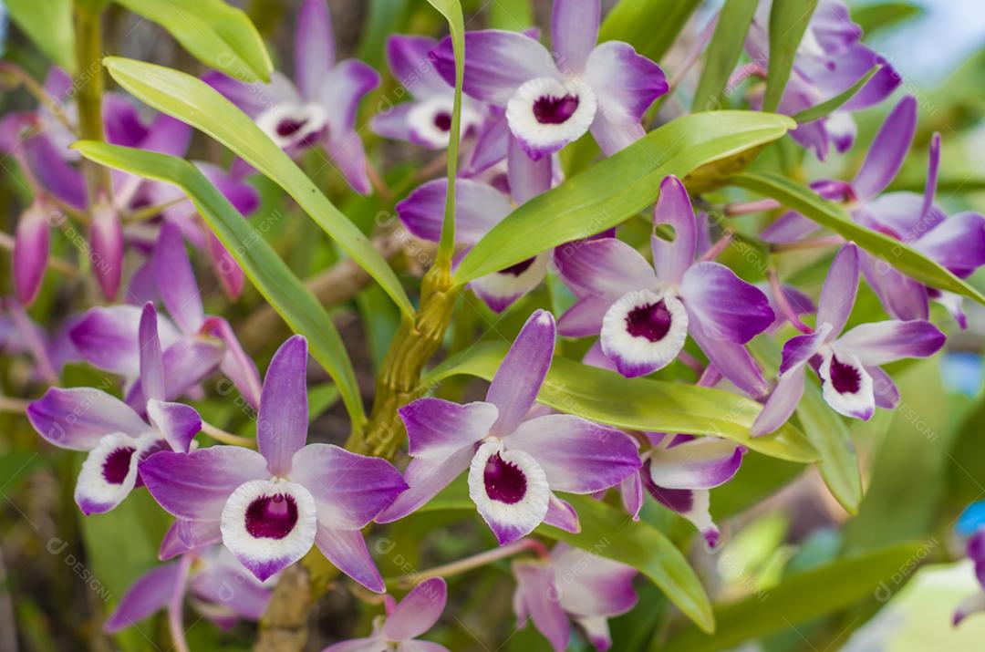 Linda flor de orquídea na natureza, foto para planos de fundo.