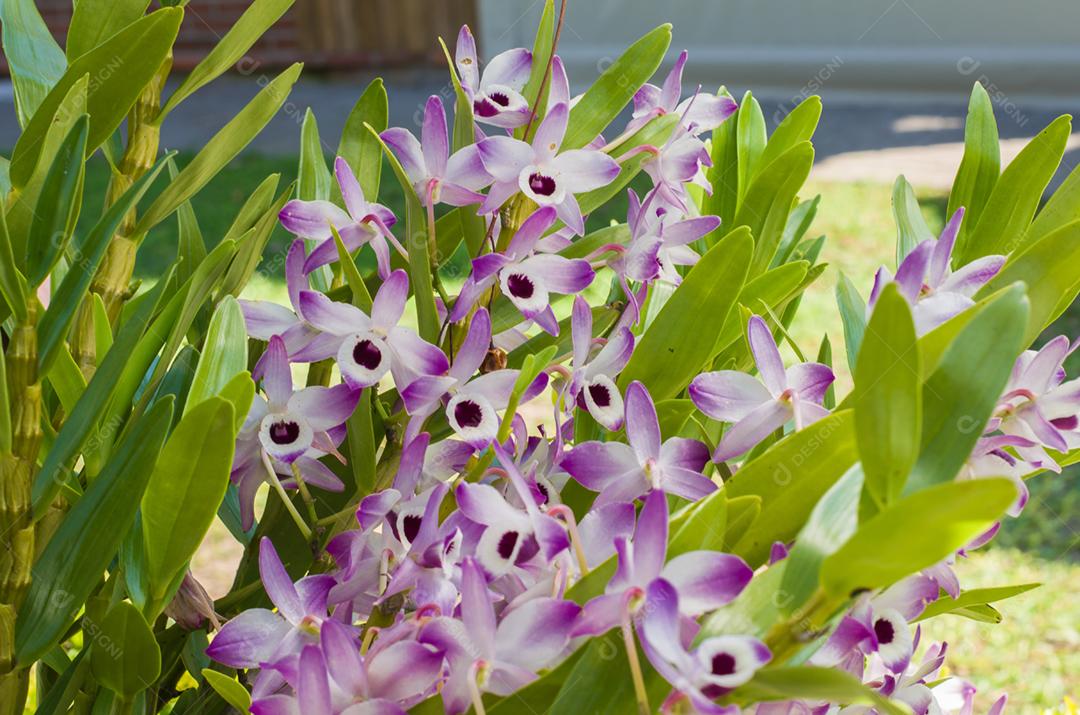 Linda flor de orquídea na natureza, foto para planos de fundo.