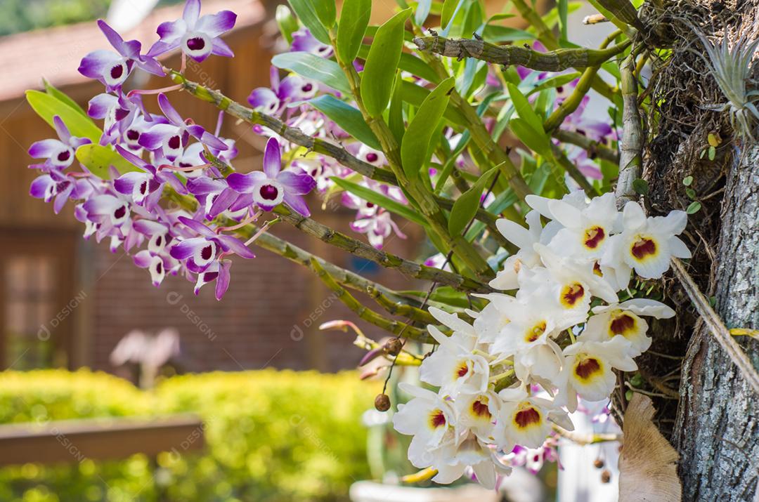 Linda flor de orquídea na natureza, foto para planos de fundo.
