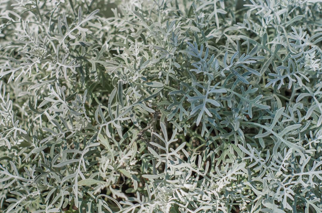 Linda textura de folha azul para vários fundos