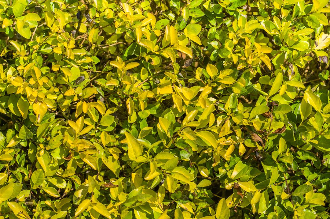 Bela textura de folhas verdes e fundos