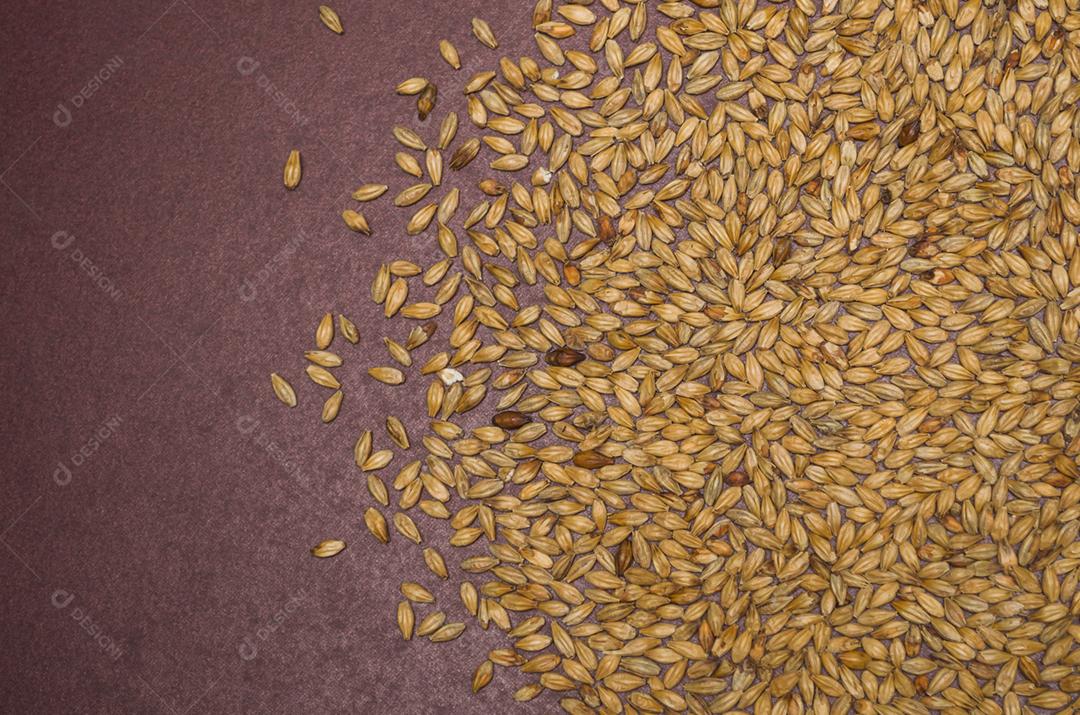 Textura de malte de cerveja em fundo vermelho de natal.