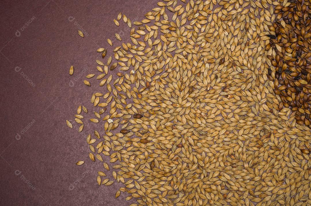 Textura de malte de cerveja em fundo vermelho de natal.