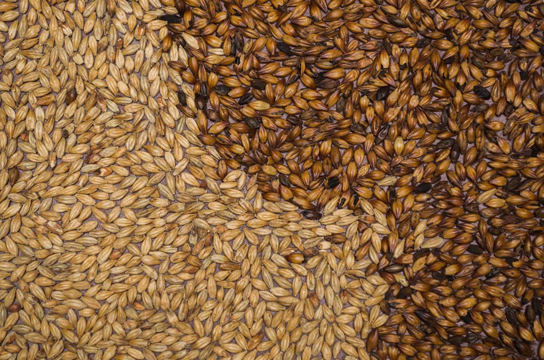 Textura de malte de cerveja em fundo vermelho de natal.