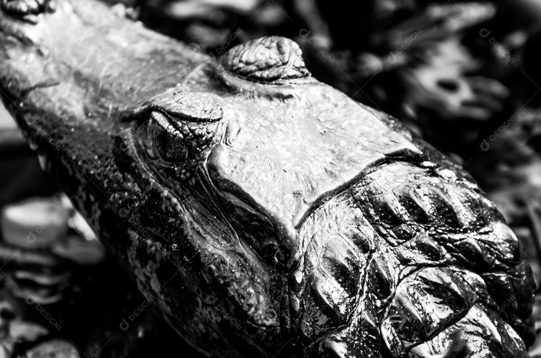 Animal Crocodilos Répteis sobre pantano