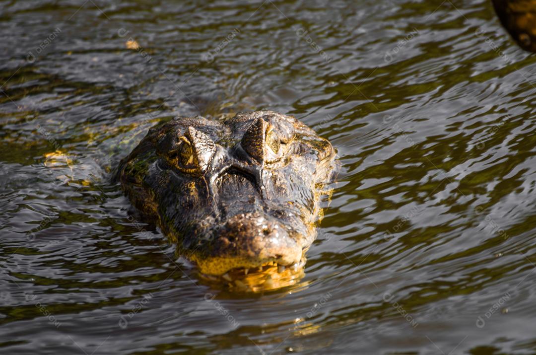 Lindo Jacaré (Caiman yacare) no pantanal brasileiro.