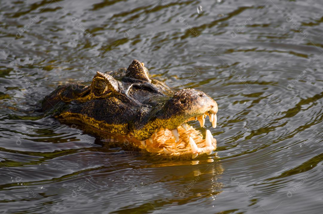 Lindo Jacaré (Caiman yacare) no pantanal brasileiro.