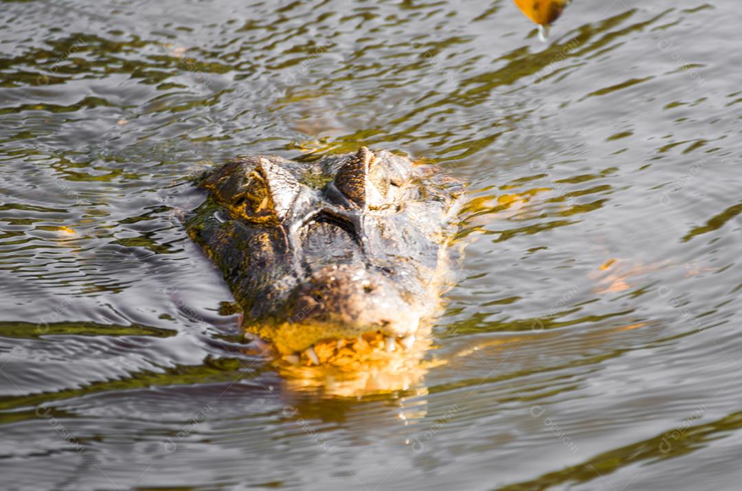 Lindo Jacaré (Caiman yacare) no pantanal brasileiro.