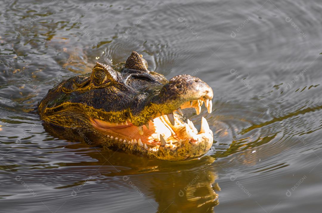 Lindo Jacaré (Caiman yacare) no pantanal brasileiro.