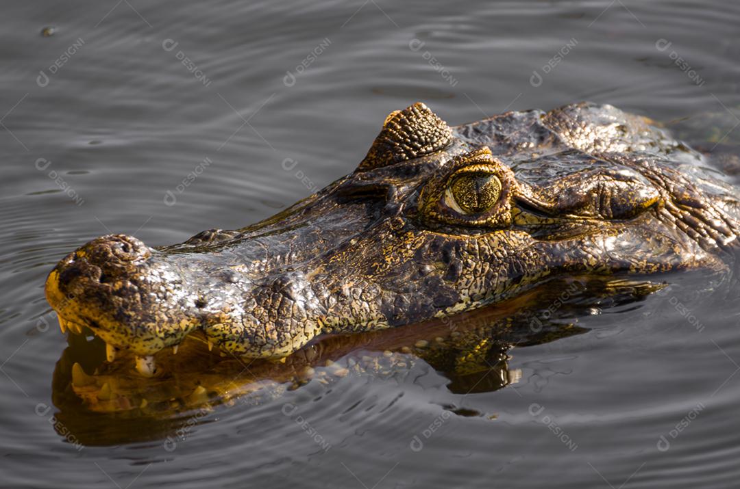 Lindo Jacaré (Caiman yacare) no pantanal brasileiro.