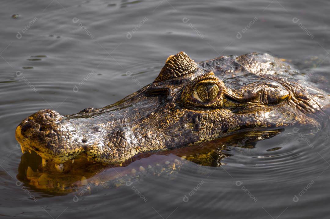 Lindo Jacaré (Caiman yacare) no pantanal brasileiro.