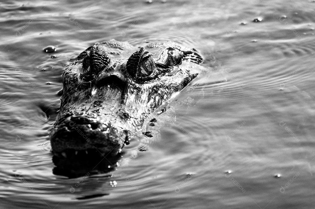 Lindo Jacaré (Caiman yacare) no pantanal brasileiro.