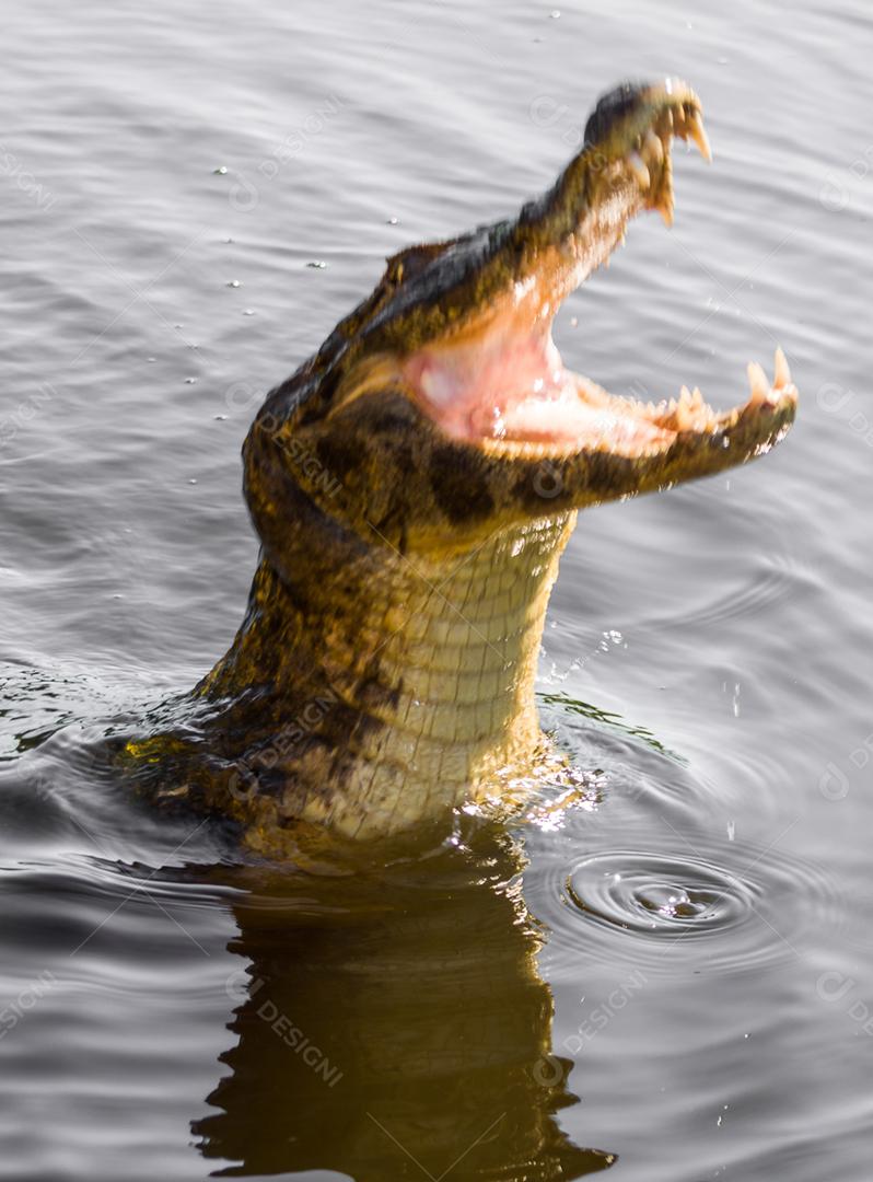 Lindo Jacaré (Caiman yacare) no pantanal brasileiro.