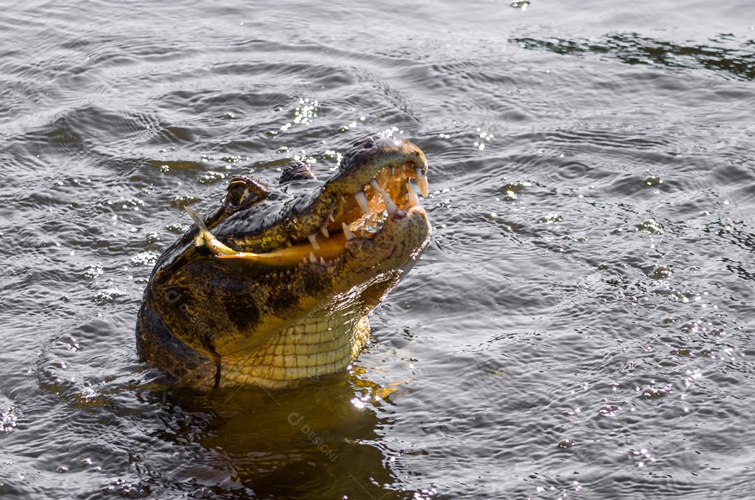 Lindo Jacaré (Caiman yacare) no pantanal brasileiro.