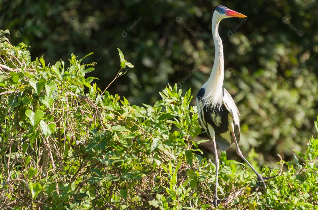 Linda garça branca no Pantanal brasileiro