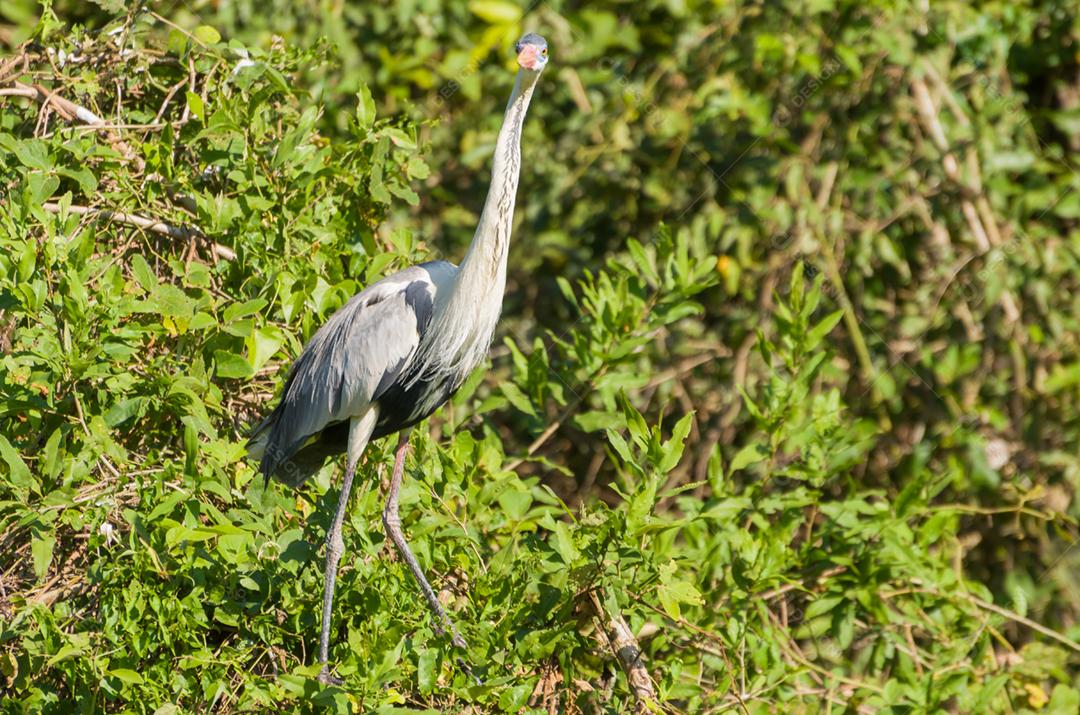 Linda garça branca no Pantanal brasileiro