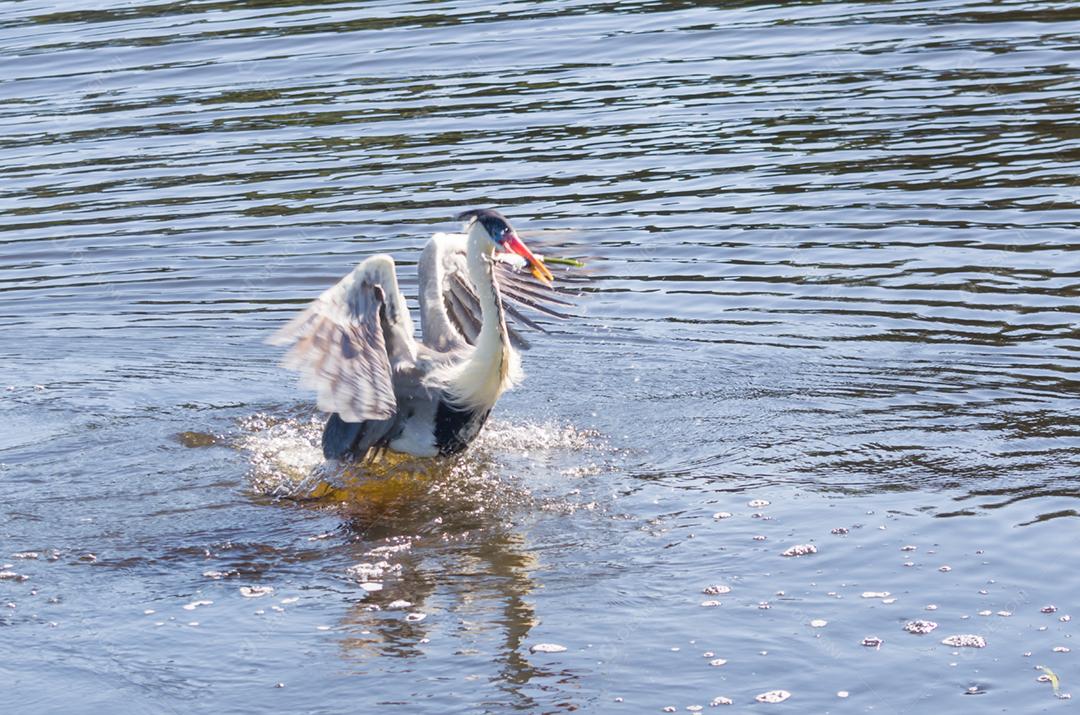 Linda garça branca no Pantanal brasileiro