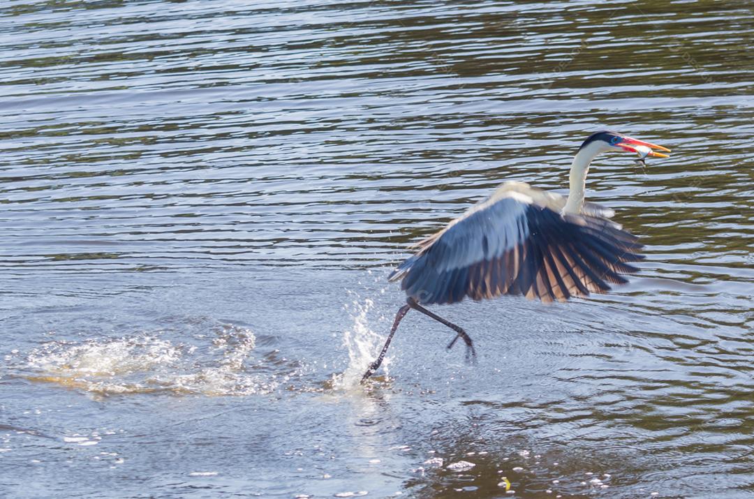 Linda garça branca no Pantanal brasileiro
