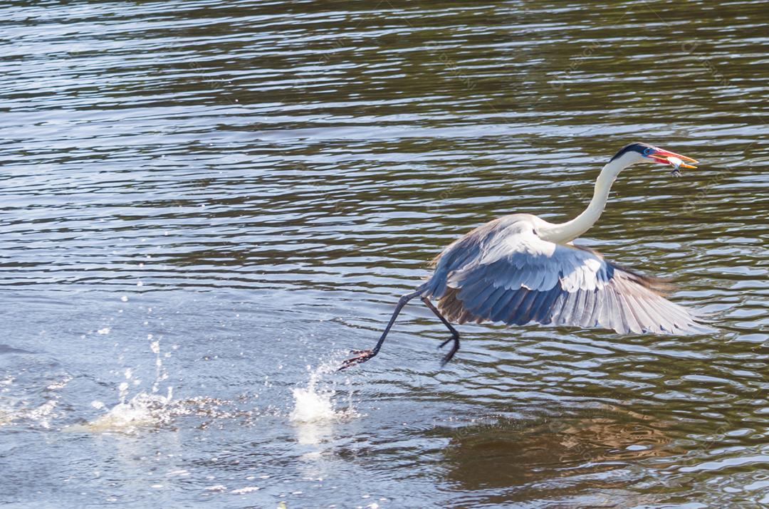 Linda garça branca no Pantanal brasileiro